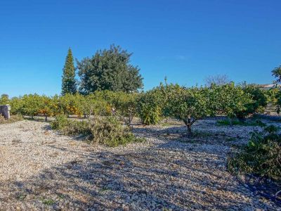 Terreno con árboles frutales