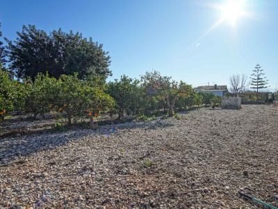 Terreno con árboles frutales