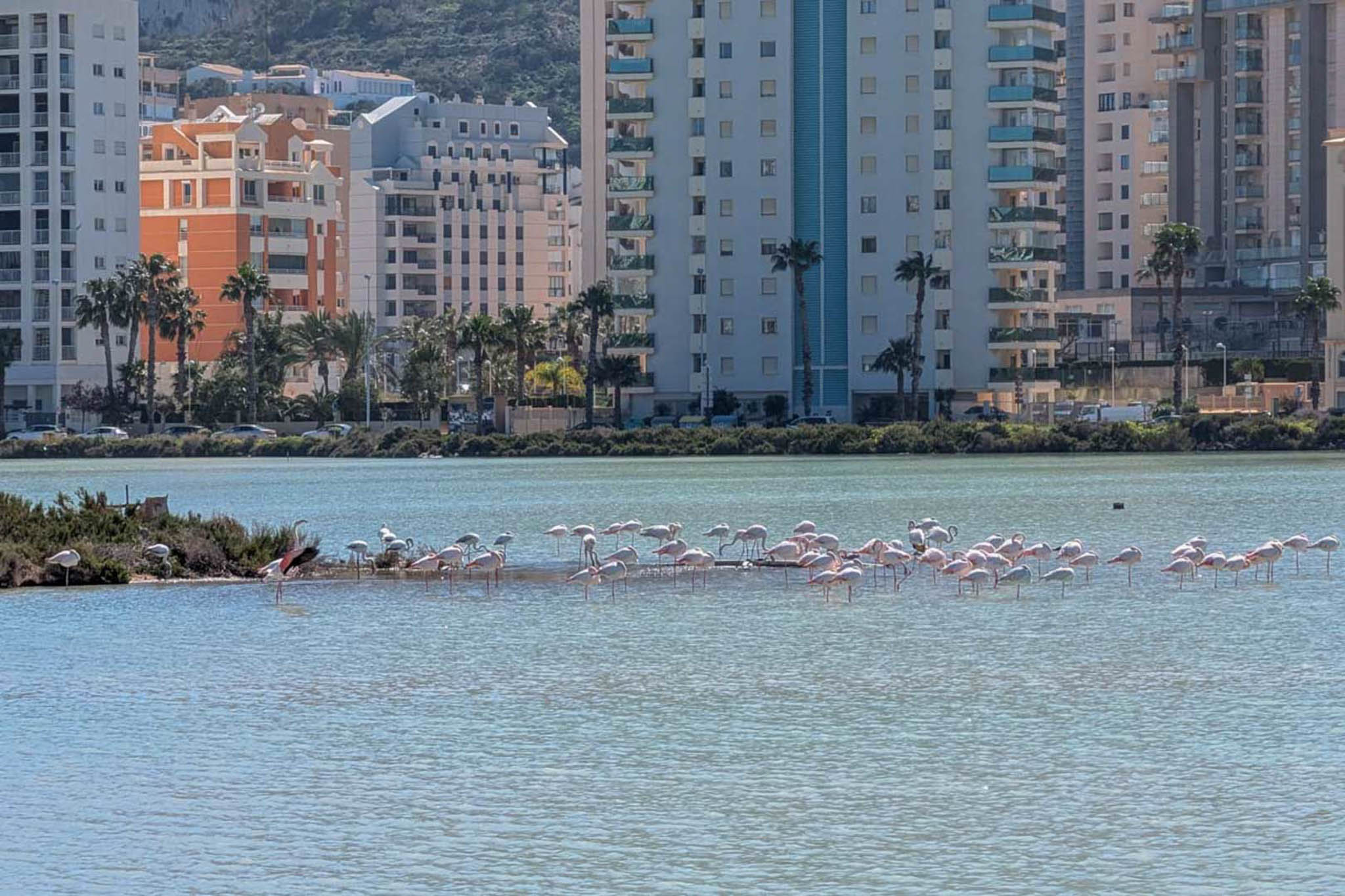 Salinas de Calpe con flamencos