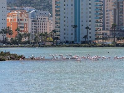 Salinas de Calpe con flamencos