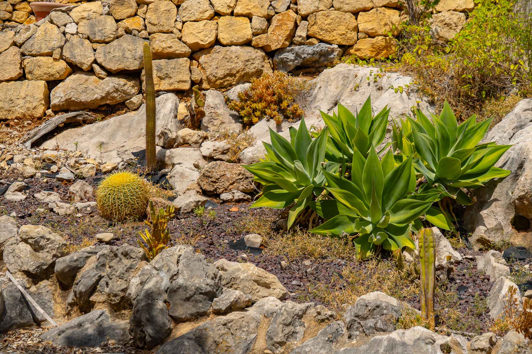 Jardín mediterráneo con cactus