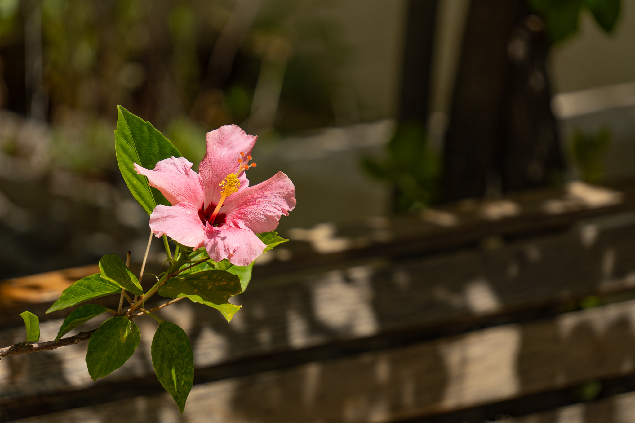 Detalle del jardín
