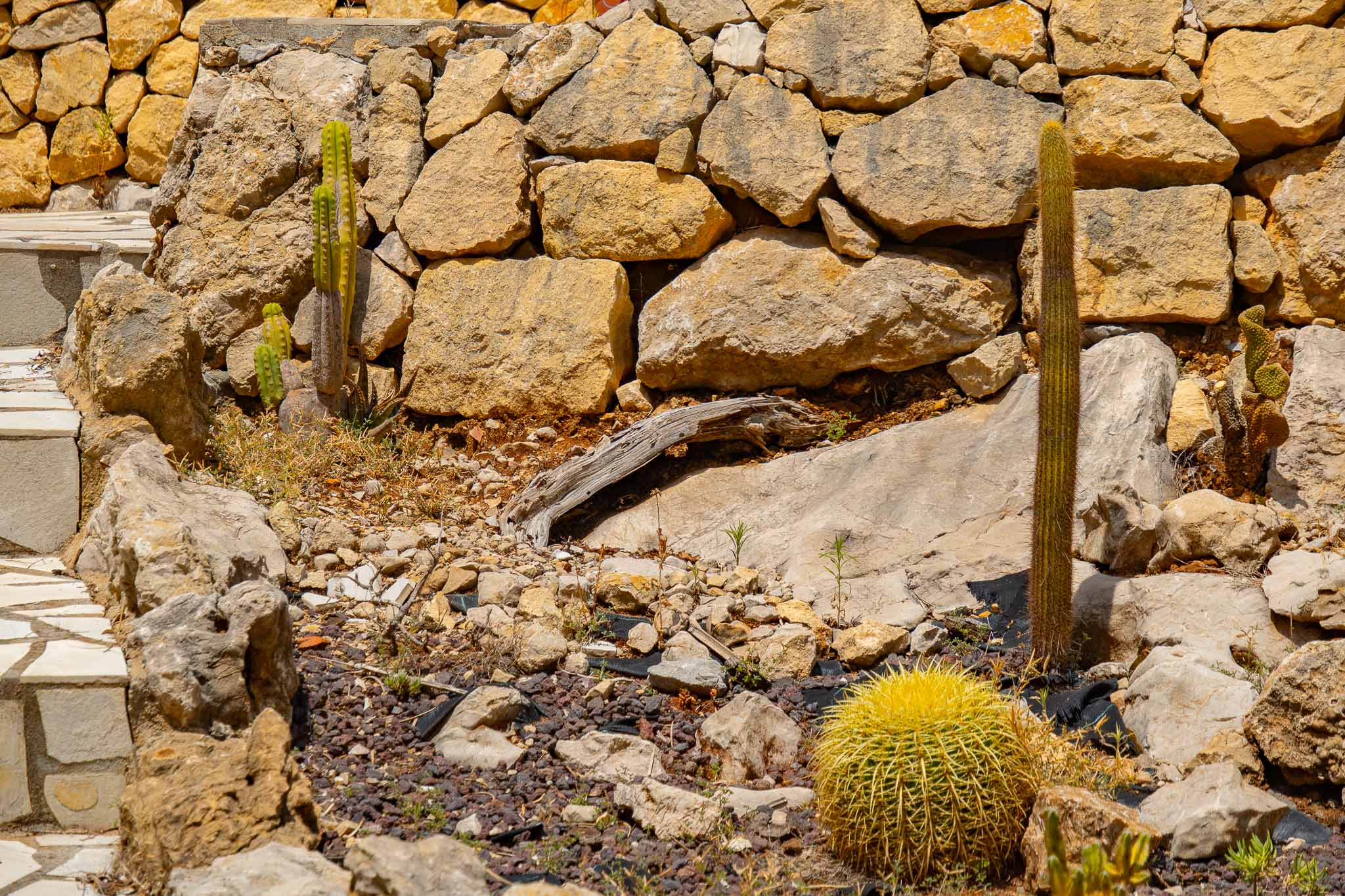Jardín de cactus
