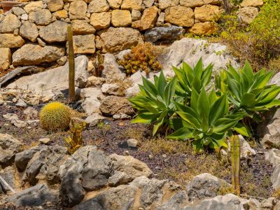 Jardín mediterráneo con cactus