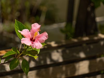 Detalle del jardín
