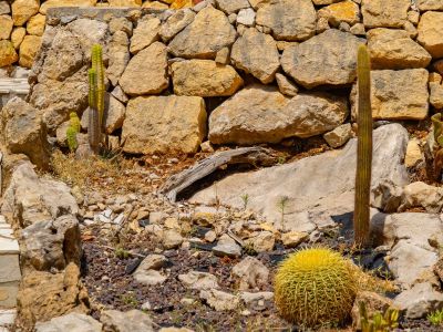 Jardín de cactus