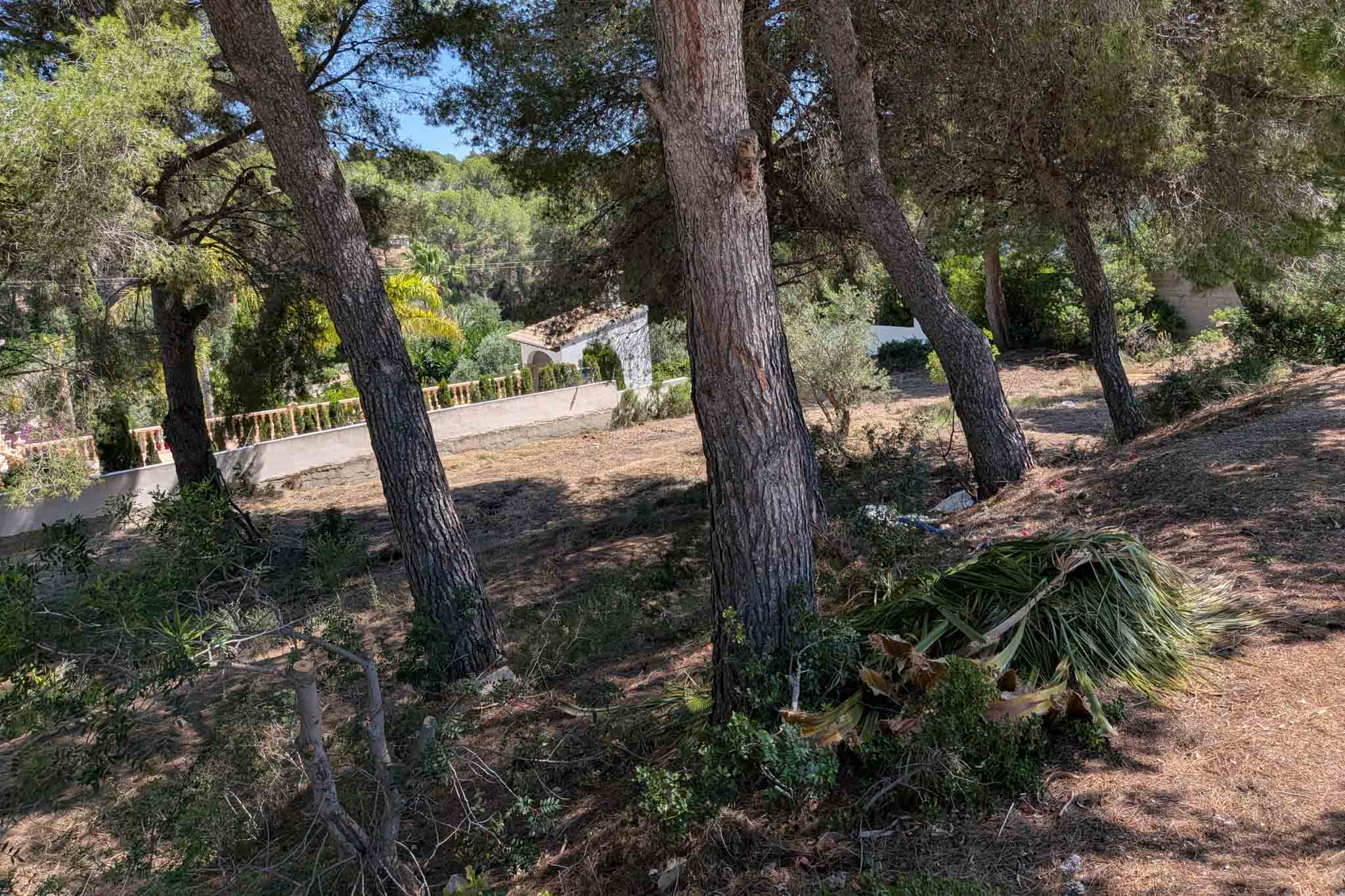 Parcela con arbolado y pinos Parcela con arbolado y pinos