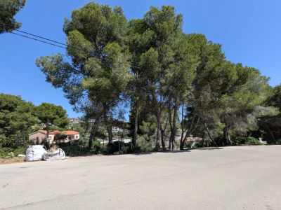 Parcela con pinos