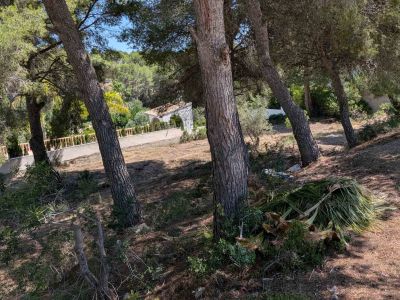 Parcela con arbolado y pinos