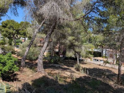 Vista de la parcela con árboles
