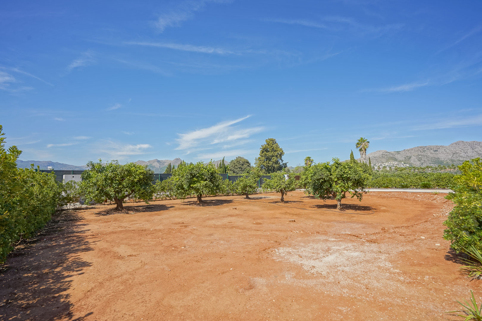 Parcela con árboles frutales