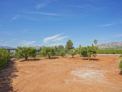 Parcela con árboles frutales