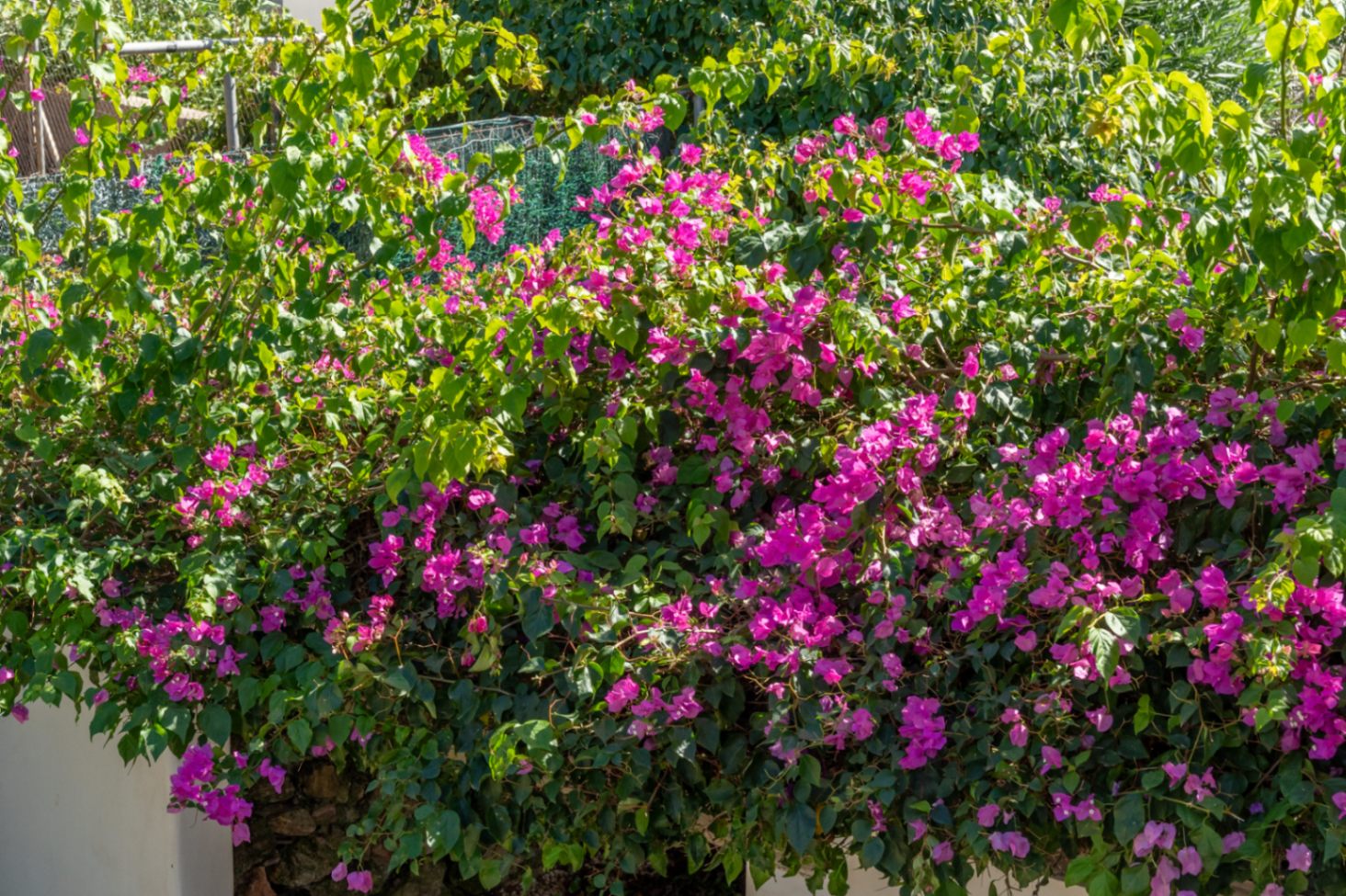 Detalle del jardín