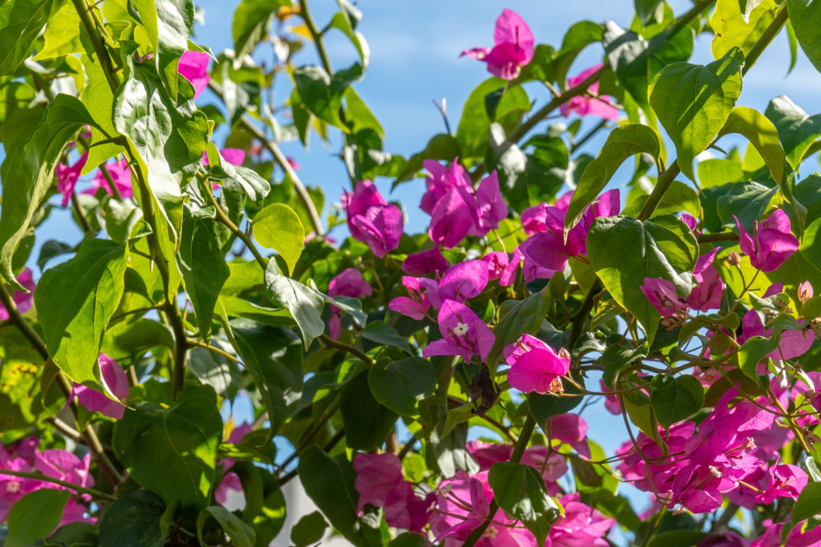 Detalle del jardín