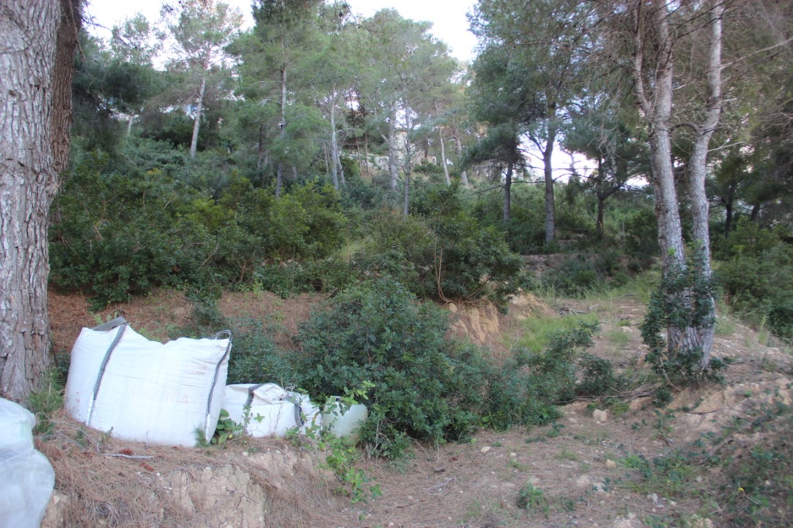 Parcela edificable con pendiente natural, rodeada de pinos adultos y vegetación mediterránea autóctona en un entorno tranquilo de Jávea.