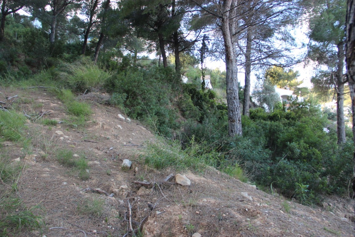 Parcela con pendiente natural, vegetación mediterránea autóctona y pinos maduros. Se aprecian edificaciones residenciales integradas en el entorno forestal.