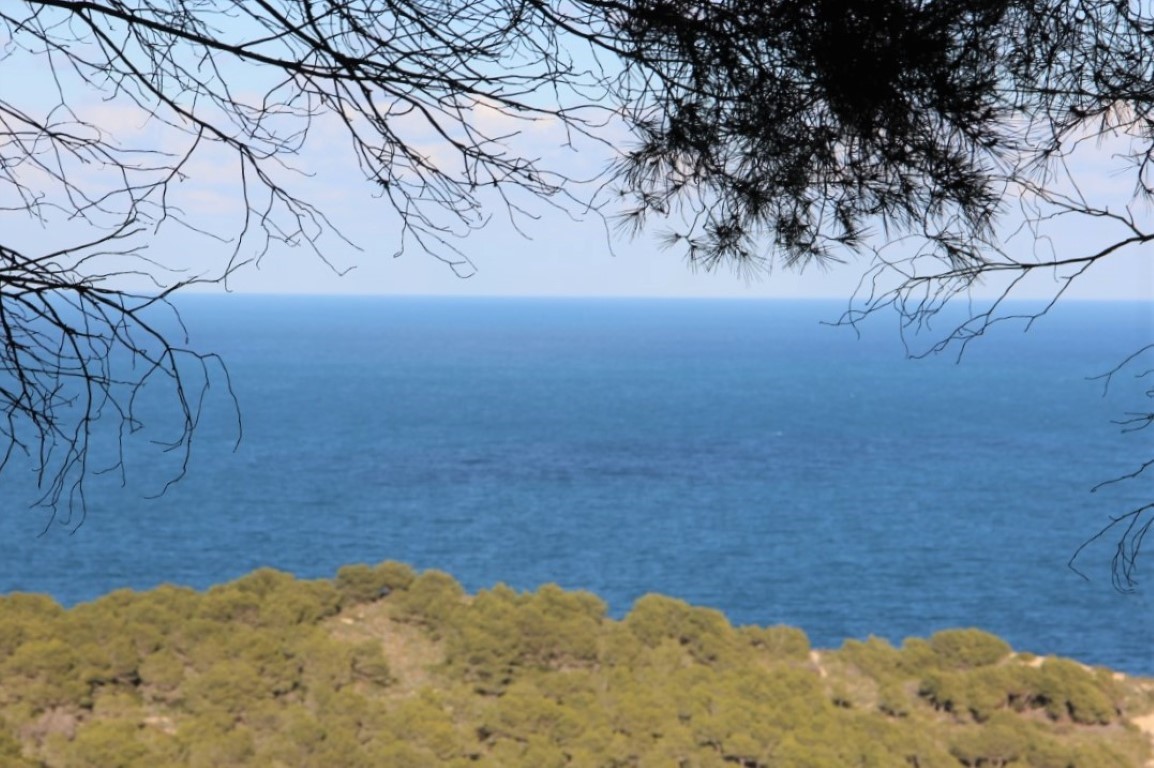 Vista panorámica del mar Mediterráneo enmarcada por ramas de pinos, destacando el horizonte azul y la costa boscosa característica de Jávea.