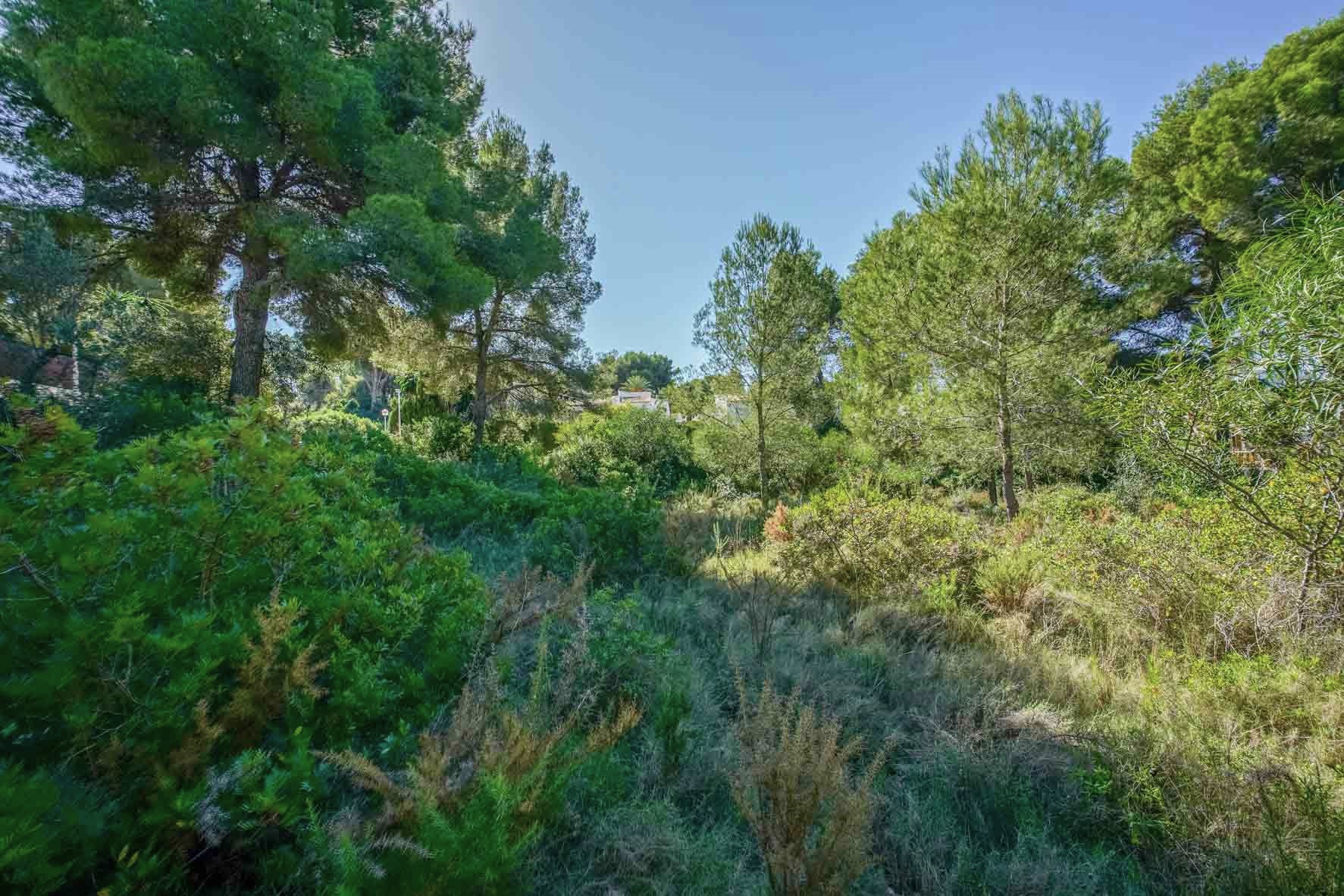 Parcela de 2700 m2 con abundante vegetación mediterránea, pinos maduros y arbustos autóctonos bajo un cielo despejado en Portichol.