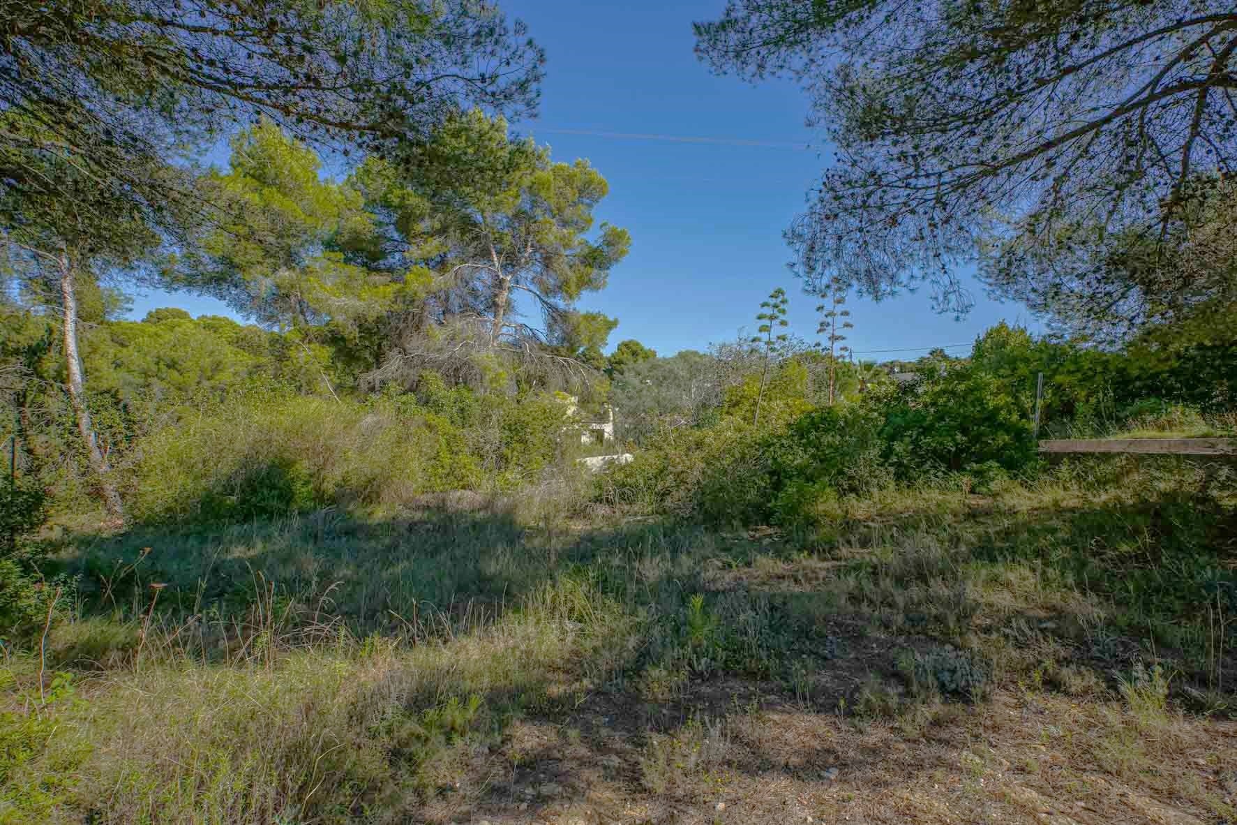Parcela de terreno natural en Portichol con pinos maduros y vegetación mediterránea autóctona bajo un cielo despejado.