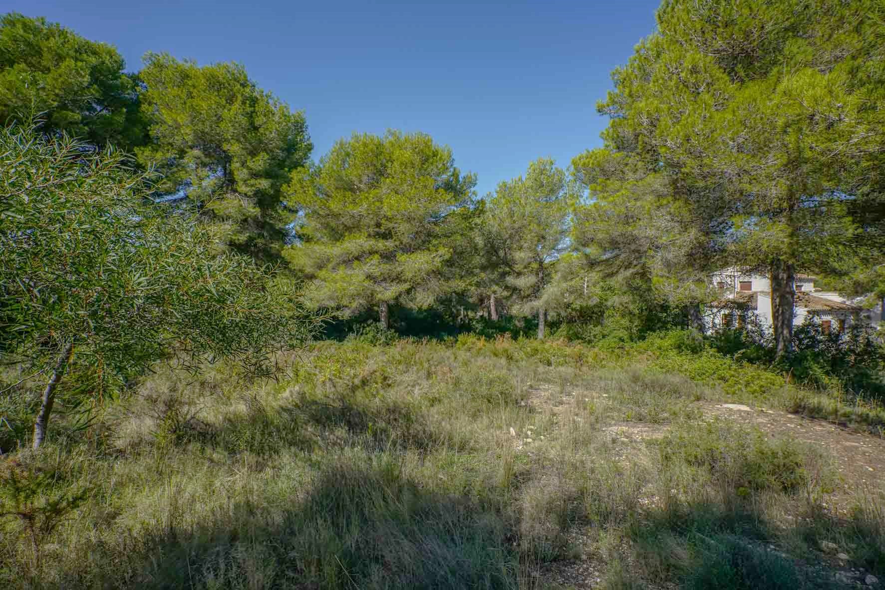 Parcela llana con vegetación autóctona y pinos adultos, situada en una zona residencial tranquila con vistas a una vivienda unifamiliar colindante.