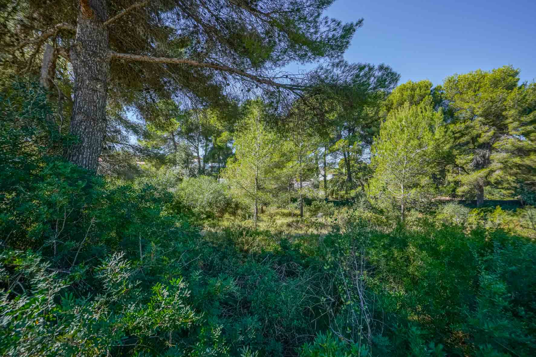 Vista de la parcela con vegetación autóctona densa, destacando los pinos maduros y arbustos bajo un cielo despejado en la zona de Portichol.