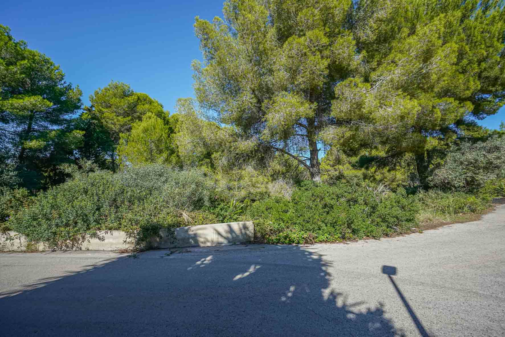 Vista de la parcela en esquina con pinos maduros y vegetación mediterránea, delimitada por un muro bajo de hormigón junto a una calle asfaltada tranquila.