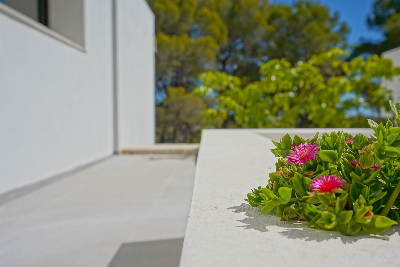 Detalle de jardinera integrada en la fachada blanca, con plantas suculentas de flor rosa sobre un fondo de bosque mediterráneo.