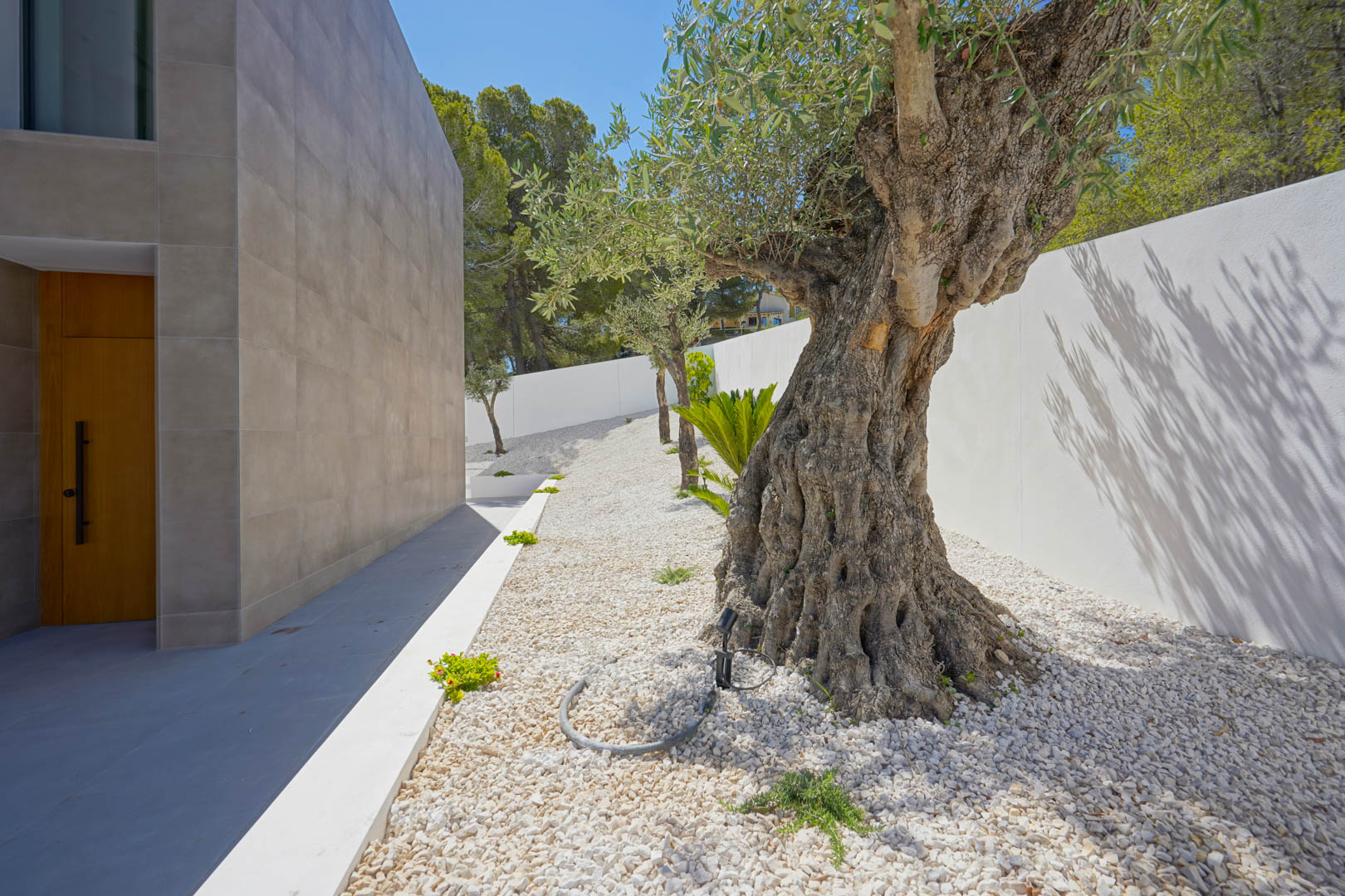 Entrada lateral con un olivo centenario sobre grava blanca, fachada de gres gris y puerta de madera maciza integrada en un jardín de bajo mantenimiento.