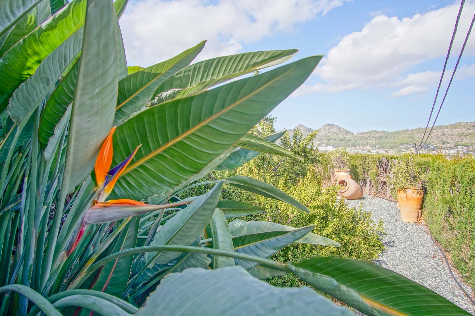Jardín mediterráneo con una flor de ave del paraíso en primer plano, senderos de grava y tinajas decorativas con vistas a las montañas de Pedreguer.