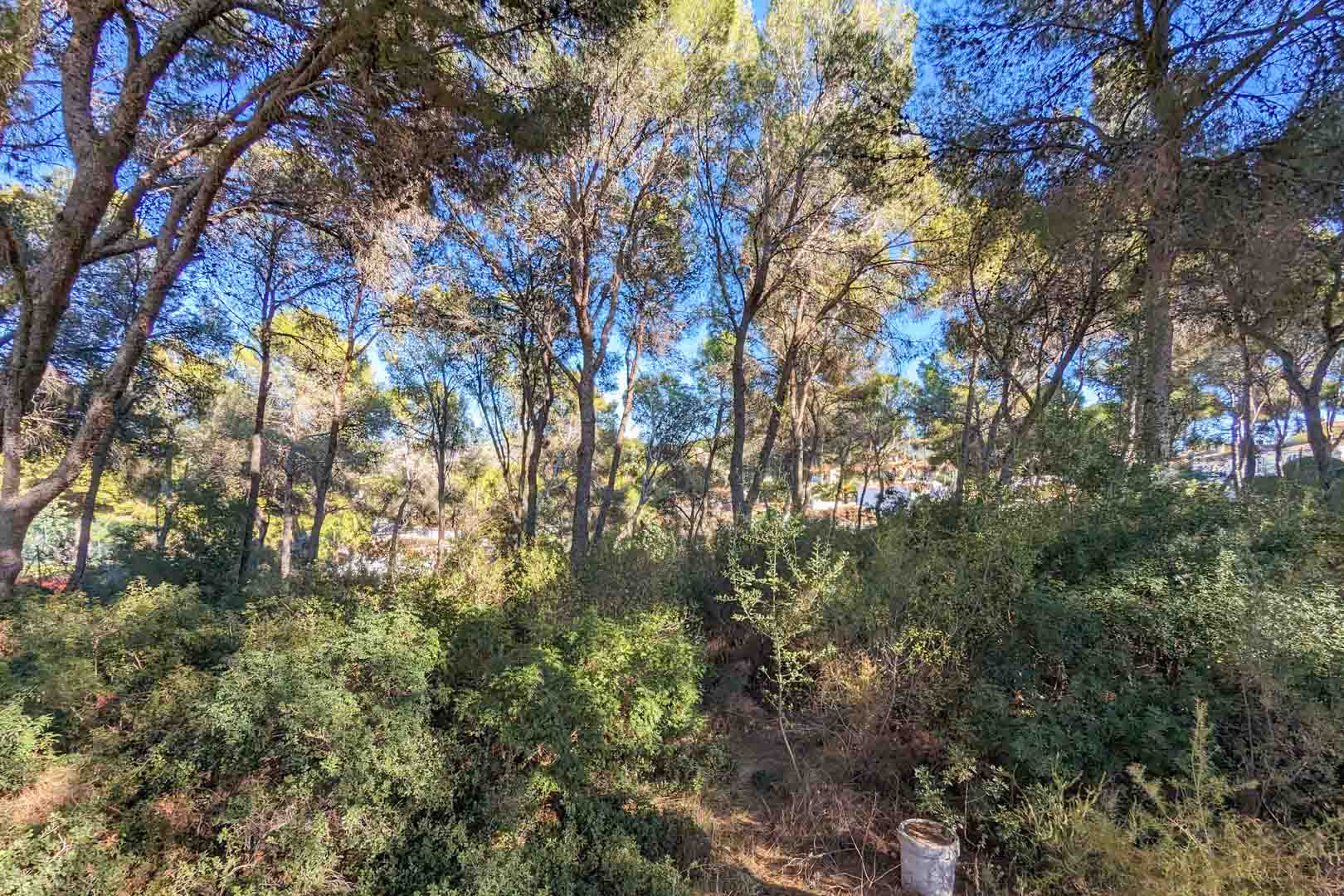 Vista del entorno natural de la propiedad, compuesto por un frondoso bosque de pinos mediterráneos y vegetación autóctona bajo un cielo despejado.