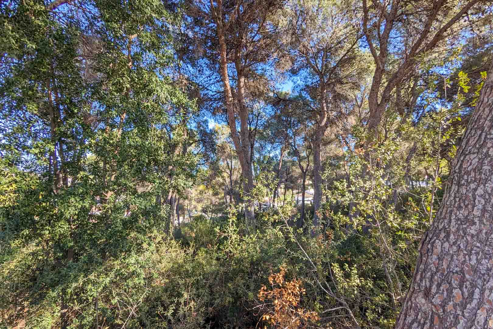 Vista del entorno natural de la propiedad, compuesto por una densa pinada mediterránea y vegetación autóctona que garantiza privacidad y sombra natural.
