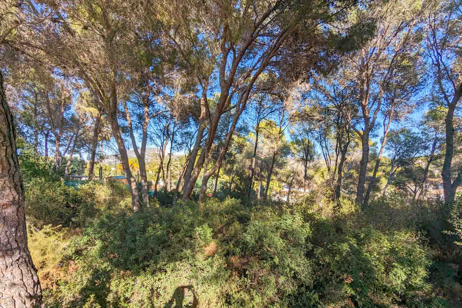 Vista del entorno natural de la propiedad con pinos maduros y vegetación autóctona mediterránea que garantiza privacidad y frescura.