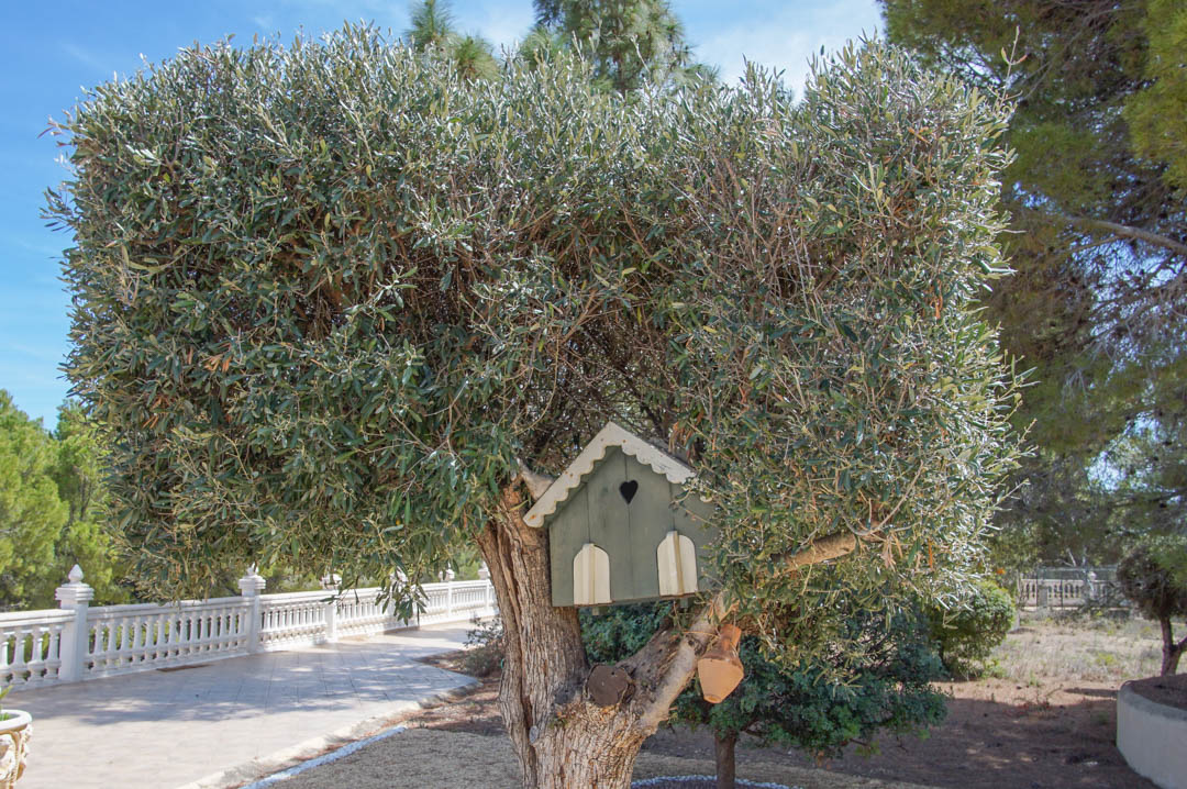 Olivo maduro con casita decorativa para pájaros integrada en sus ramas, situado junto a un camino pavimentado y balaustrada blanca en los jardines.