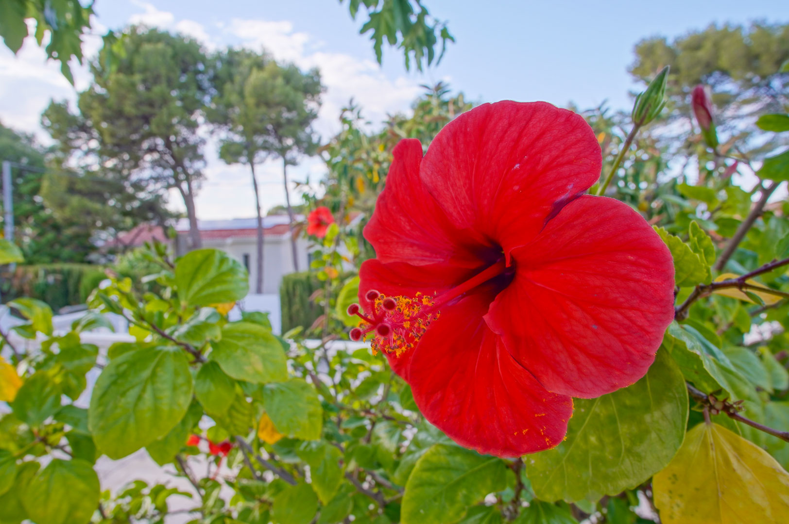 Detalle de un hibisco rojo en el jardín mediterráneo, con la fachada blanca de la villa y pinos maduros bajo el cielo despejado de Las Rotas.