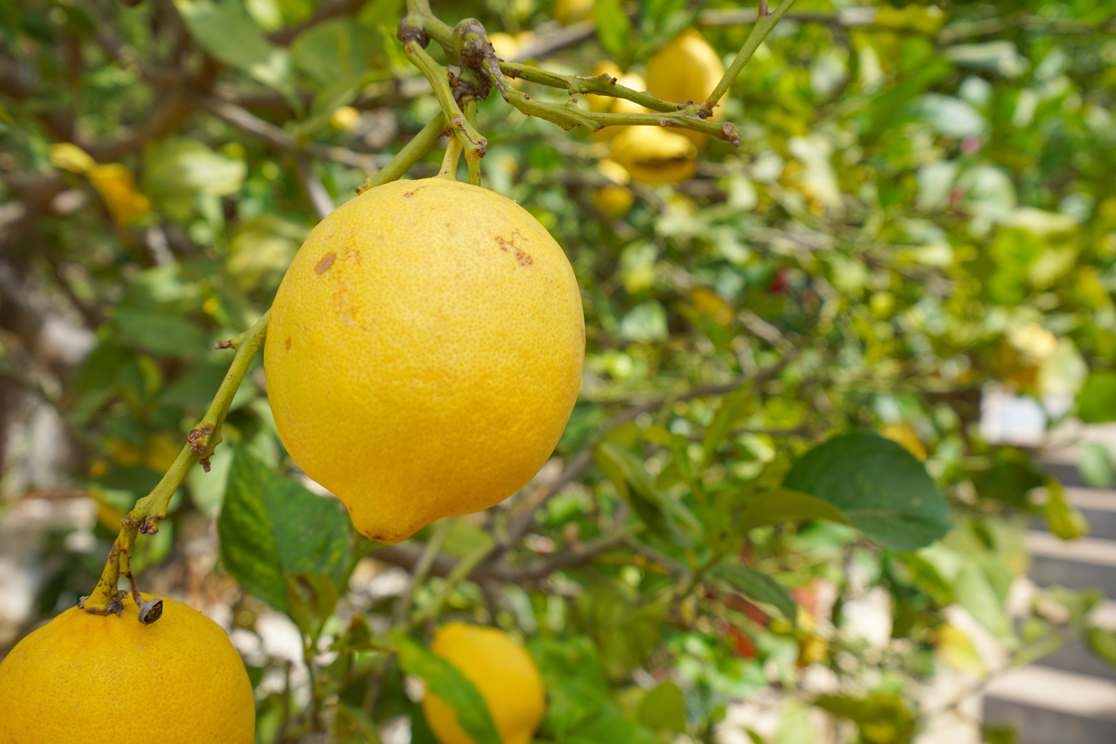 Primer plano de un limonero con frutos maduros, situado en la terraza norte de la villa rodeada de árboles frutales mediterráneos.