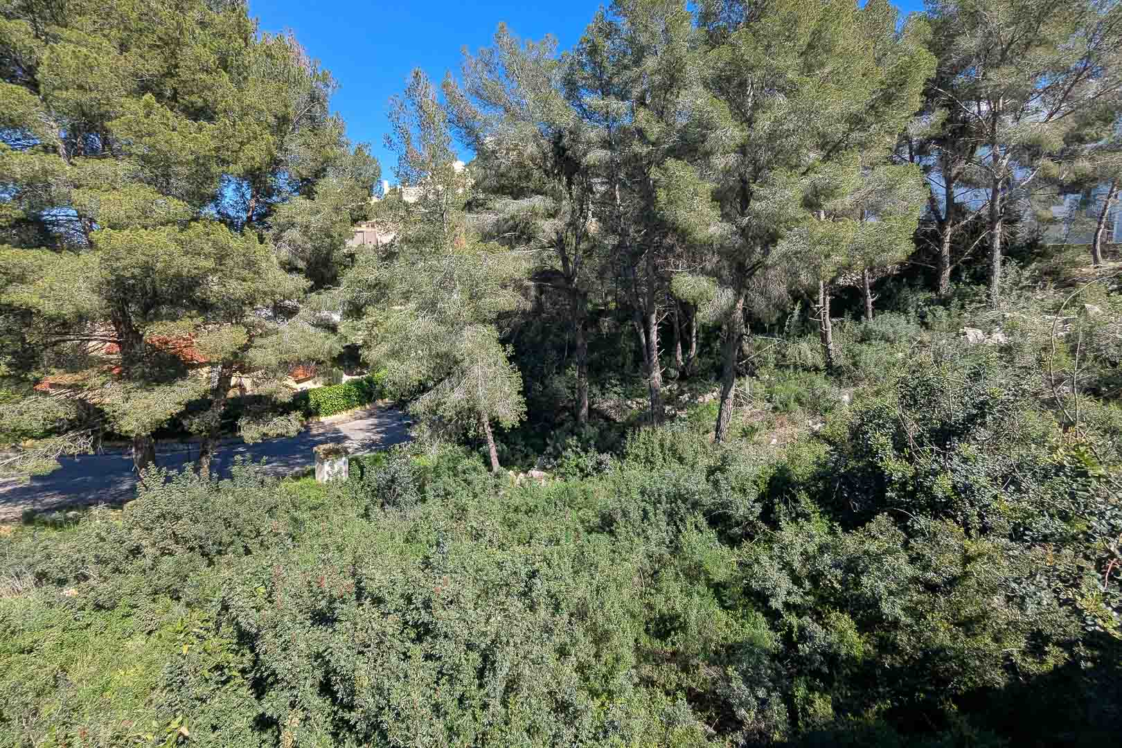 Vista del entorno natural de la parcela en Monte Solana, rodeada de pinos mediterráneos y vegetación autóctona bajo un cielo despejado.