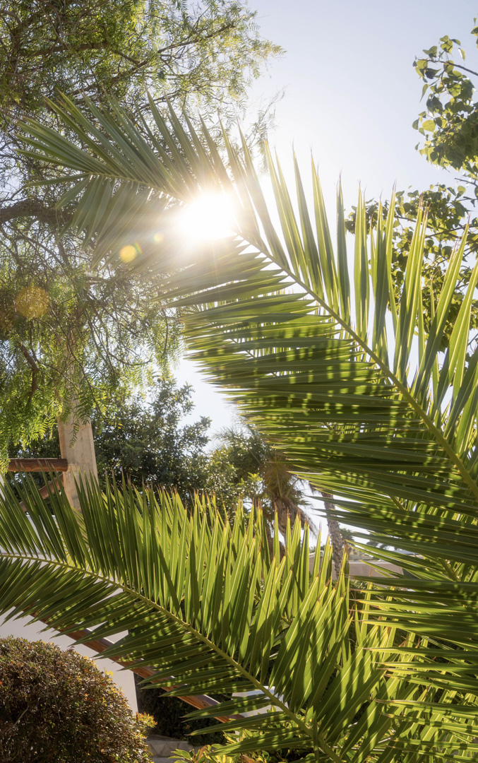 Primer plano de palmera con sol brillante, mostrando el exuberante jardín mediterráneo.