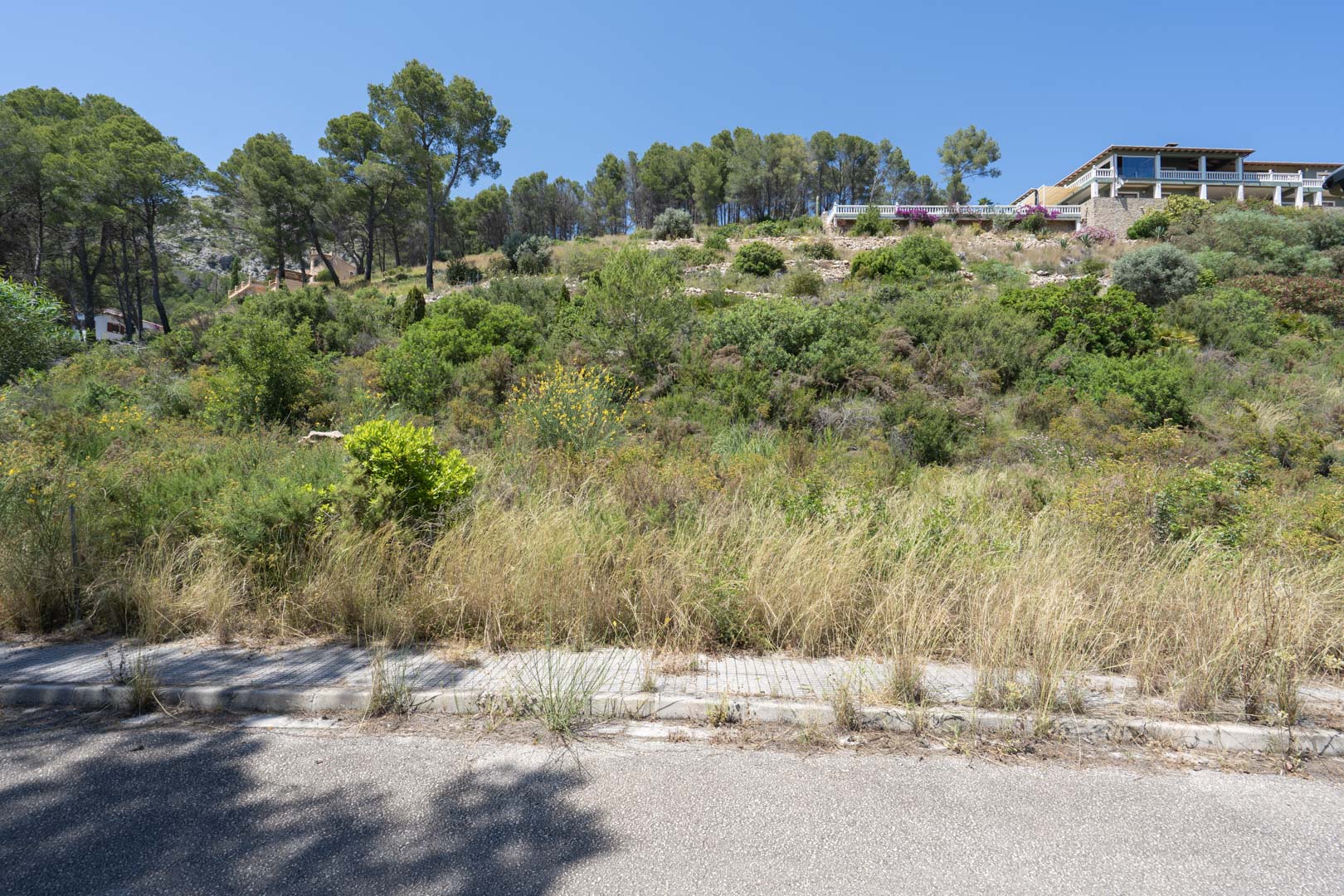 Vista del terreno elevado con vegetación mediterránea autóctona y acceso asfaltado, donde se ubicarán las parcelas del Residencial VALL DE POP en Alcalalí.