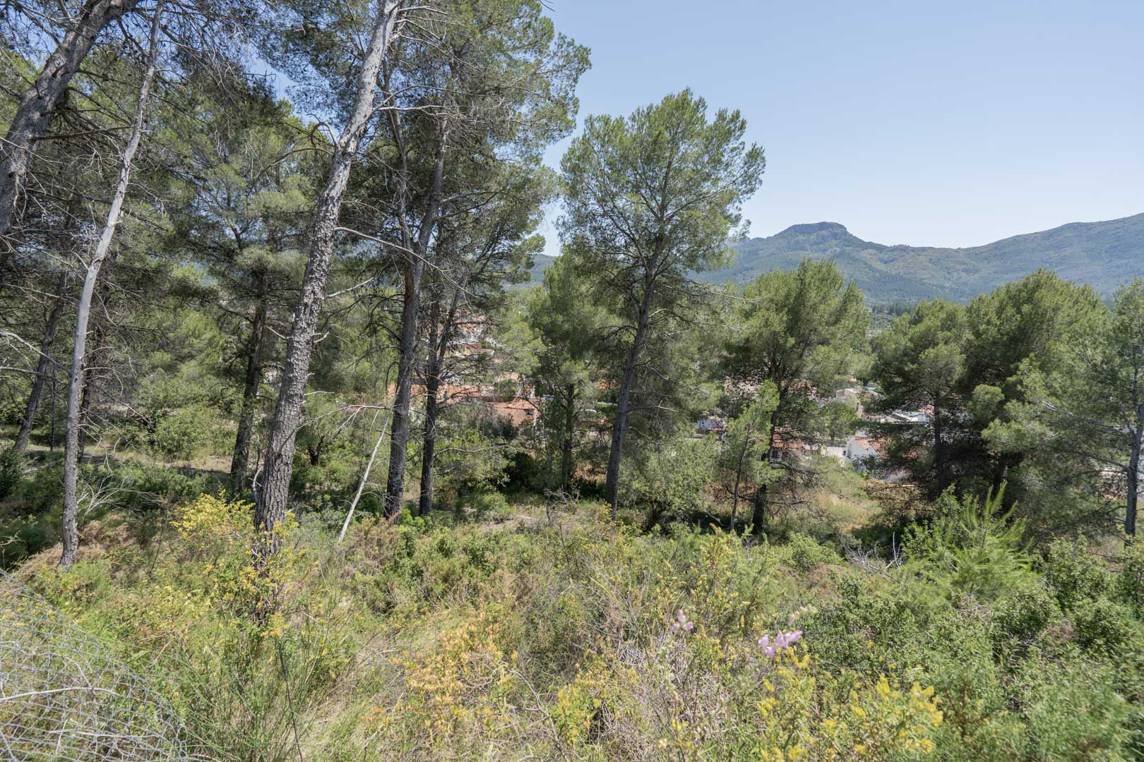 Vista panorámica desde la parcela elevada hacia el valle de Jalón, rodeada de pinos maduros y vegetación mediterránea autóctona con el pueblo al fondo.