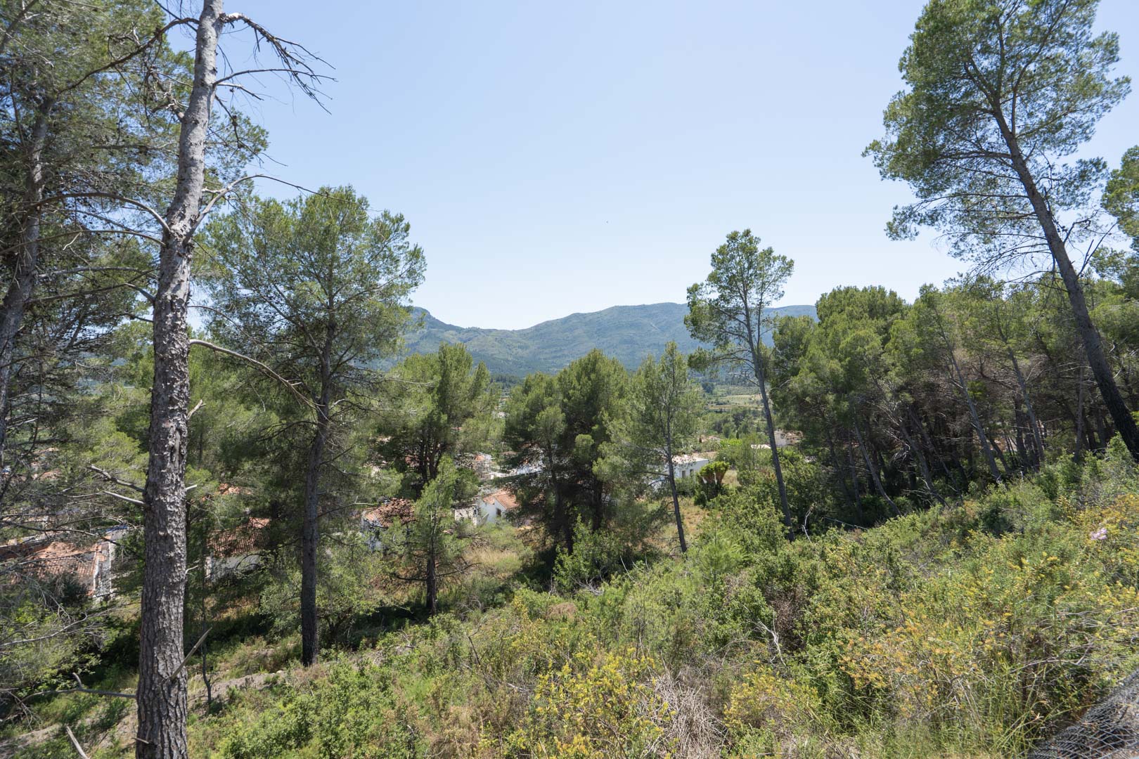 Vista panorámica desde la parcela hacia el valle de Jalón, rodeada de pinos autóctonos y vegetación mediterránea con las montañas al fondo bajo un cielo despejado.