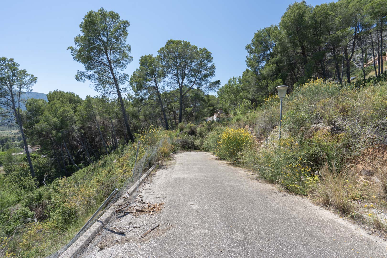Camino de acceso asfaltado rodeado de vegetación mediterránea autóctona y pinos, situado en la zona elevada de Alcalalí con vistas al valle.
