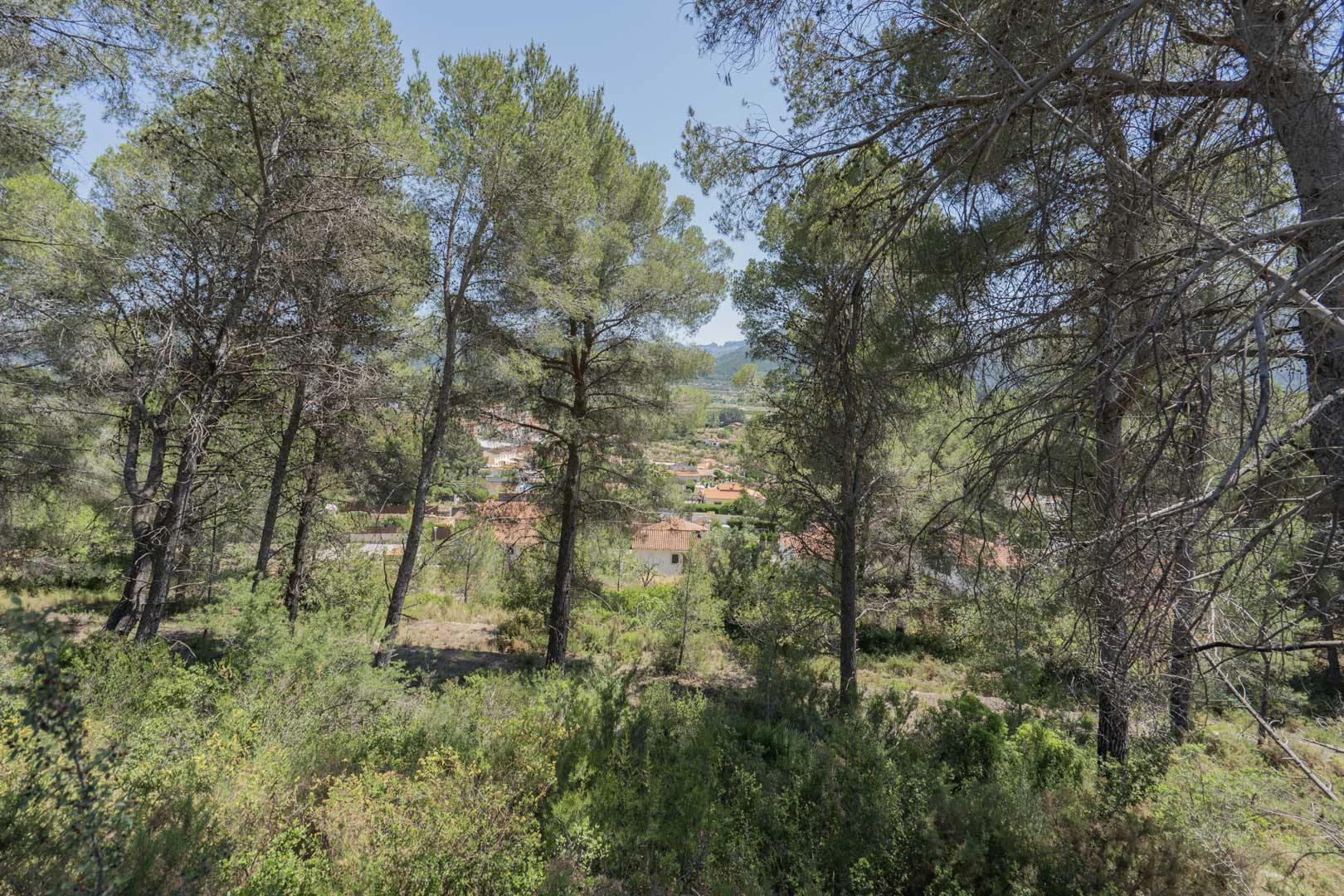 Vista panorámica desde la zona elevada del residencial, mostrando el entorno natural de pinos y las casas del pueblo de Alcalalí al fondo del valle.