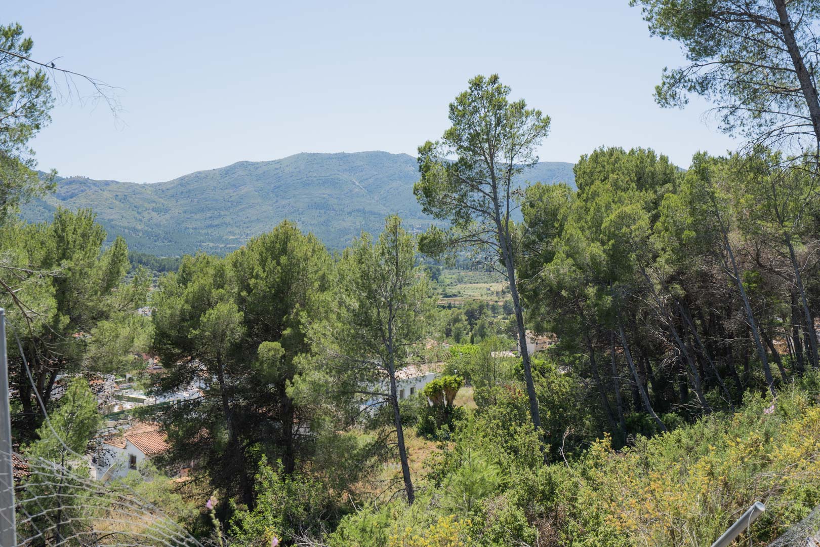 Vistas panorámicas del valle de Jalón desde una ubicación elevada, rodeada de pinos mediterráneos y vegetación autóctona bajo un cielo despejado.