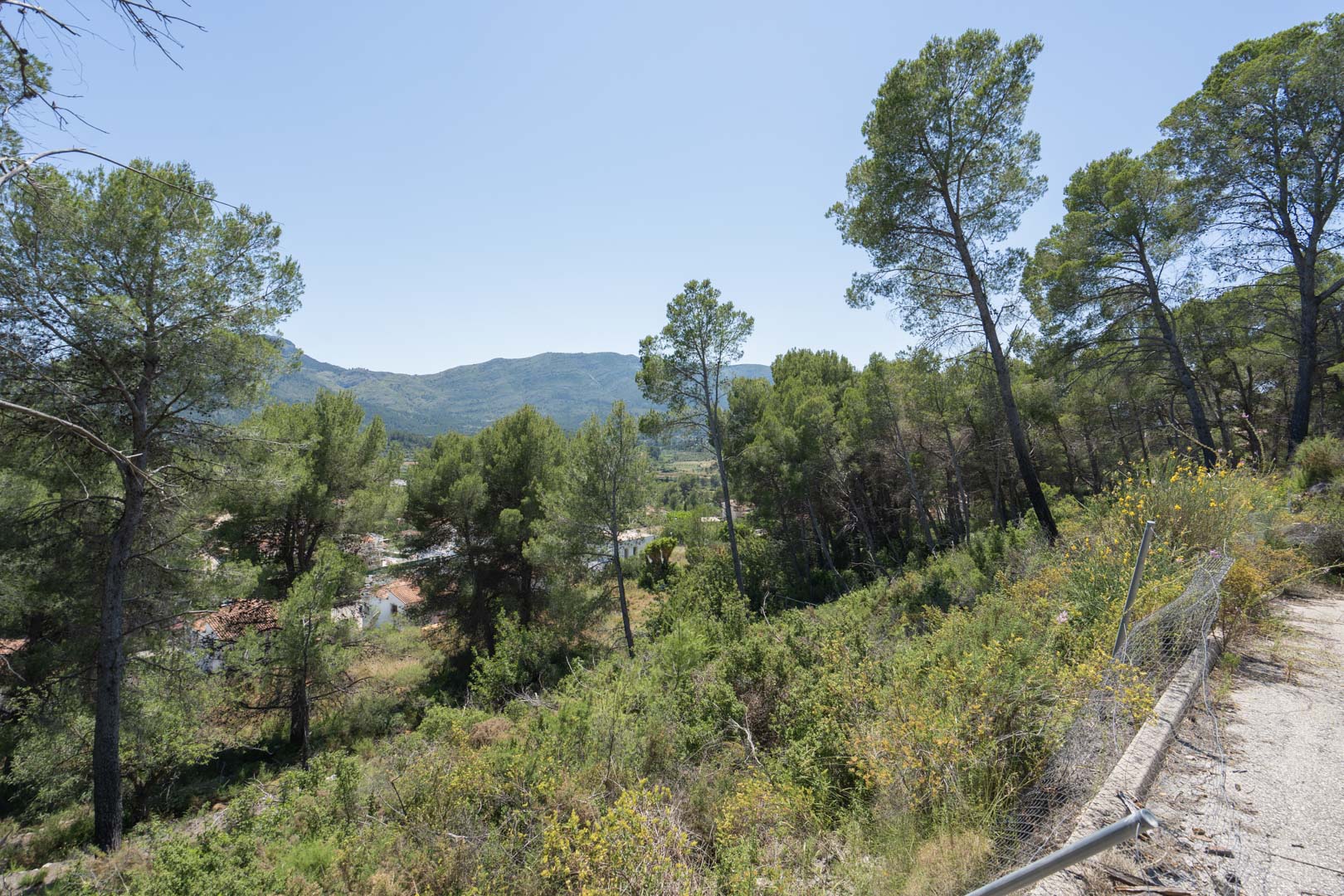 Vistas panorámicas desde el terreno elevado hacia el valle de Jalón, rodeado de pinos maduros y vegetación mediterránea bajo un cielo despejado.