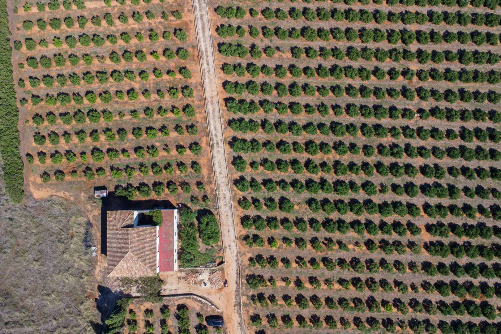 Vista aérea cenital de la extensa parcela agrícola con hileras de árboles frutales y el camino de acceso que conduce a la casa de campo.