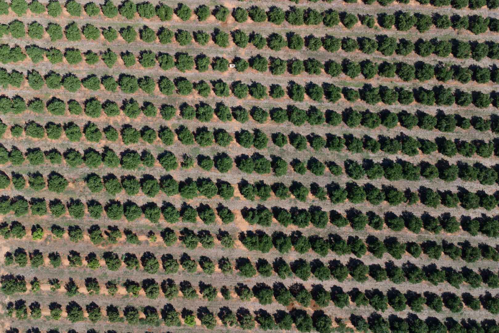 Vista aérea cenital de la extensa parcela de cultivo, mostrando hileras simétricas de árboles frutales sobre terreno llano y fértil en Dénia.