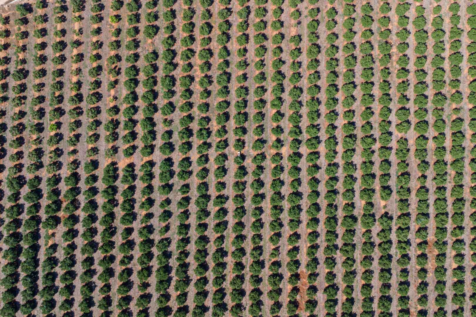 Vista aérea cenital de la extensa plantación de cítricos, mostrando la disposición geométrica de los árboles sobre el terreno fértil de la parcela.