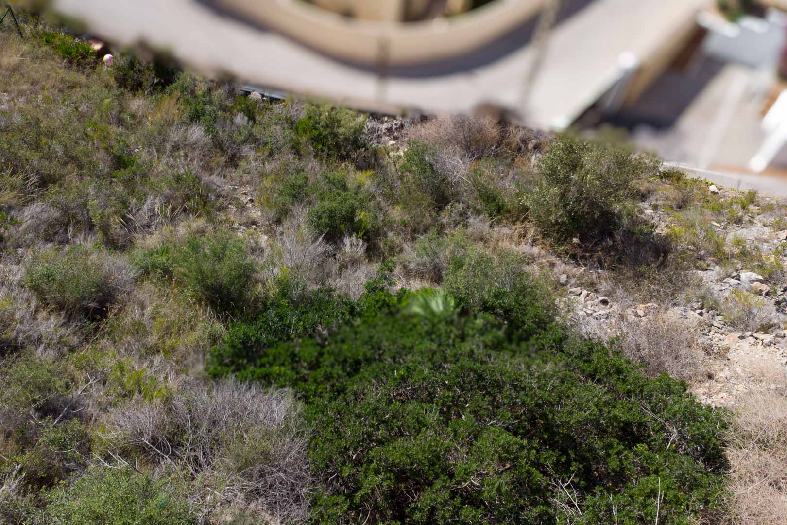 Vista del terreno inclinado con vegetación autóctona y matorral mediterráneo, situado junto a una zona residencial urbanizada en El Portet.