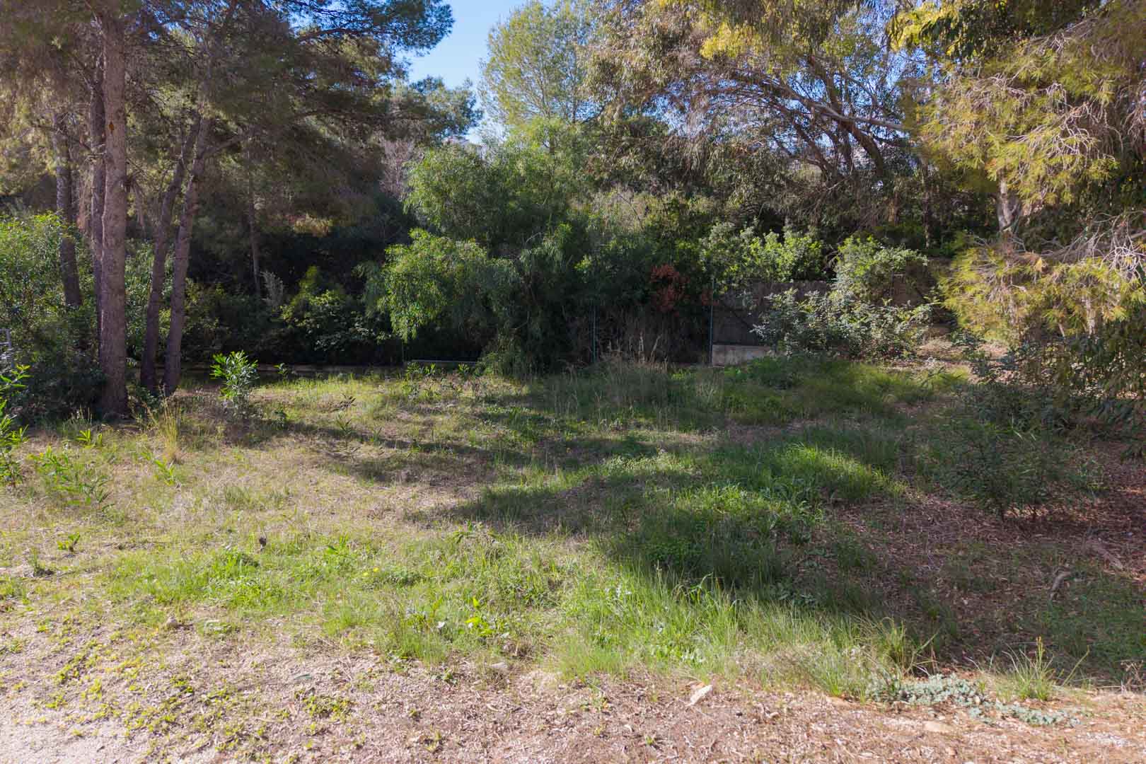 Parcela urbana llana en Moraira, rodeada de pinos maduros y vegetación mediterránea autóctona, ideal para un proyecto de construcción privada.