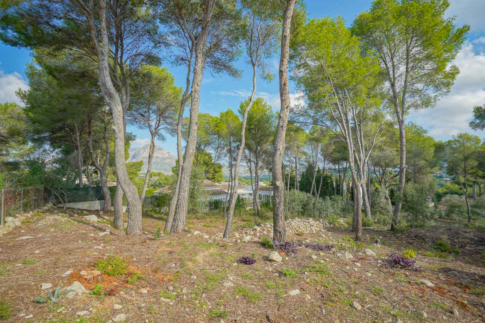 Parcela elevada con pinos maduros y vistas al Montgó. El terreno presenta una topografía natural con muros de piedra seca y vegetación mediterránea autóctona en un entorno tranquilo.